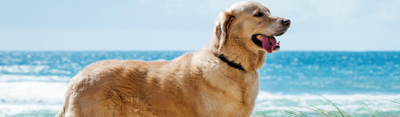Dog Friendly Vacations in California - HomeToGo