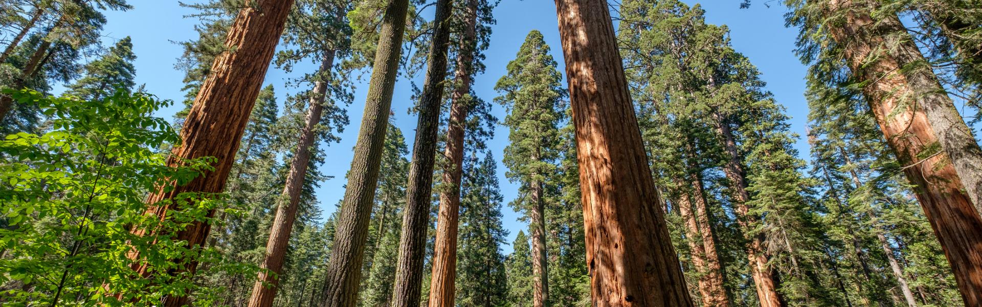 Calaveras Big Trees State Park Cabins - HomeToGo