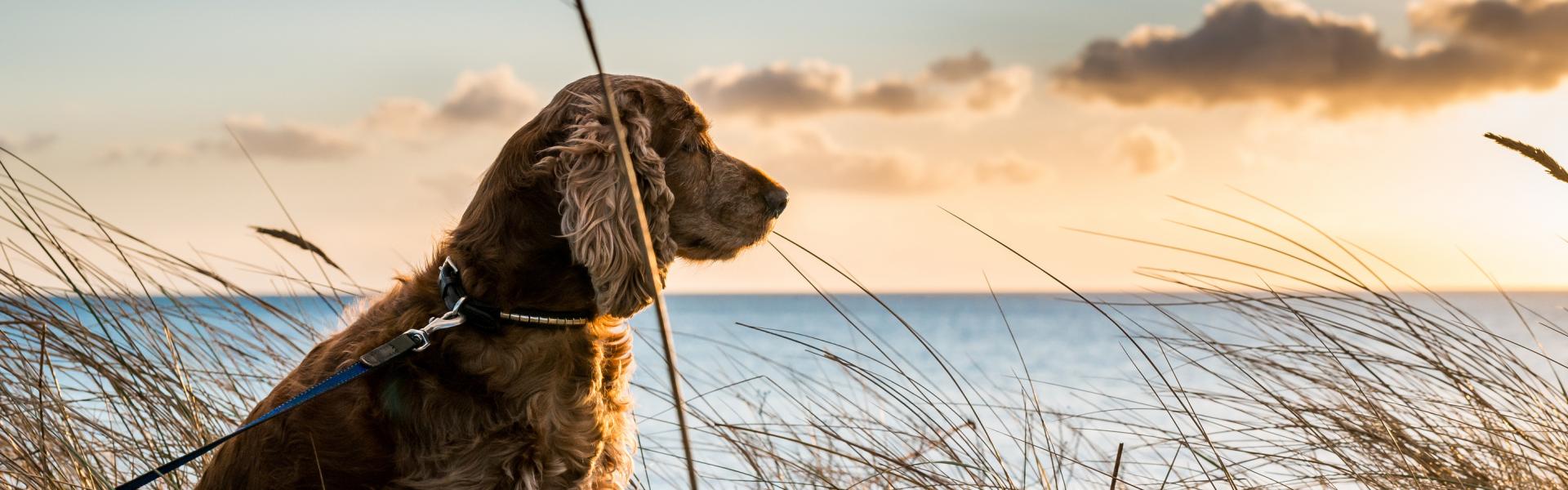Wakacje z psem nad morzem - HomeToGo