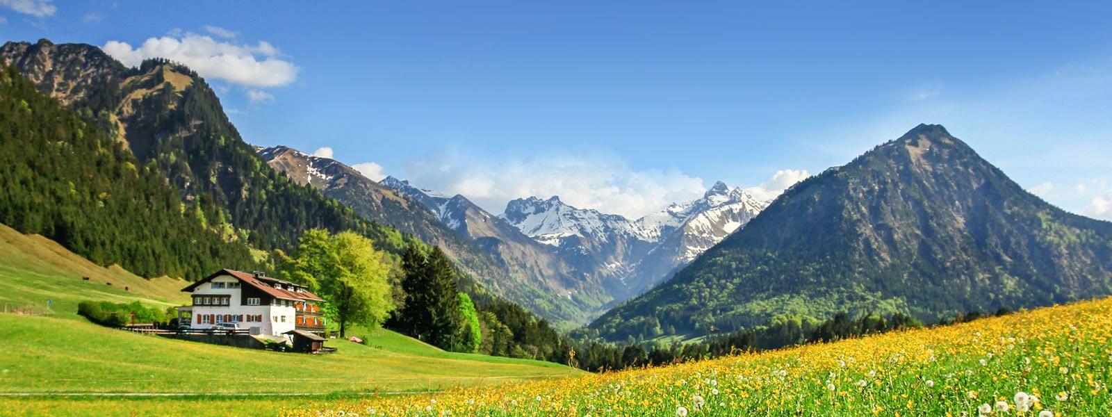 Allgäuer Landschaft mit Blumenwiese vor schneebedeckten Bergen