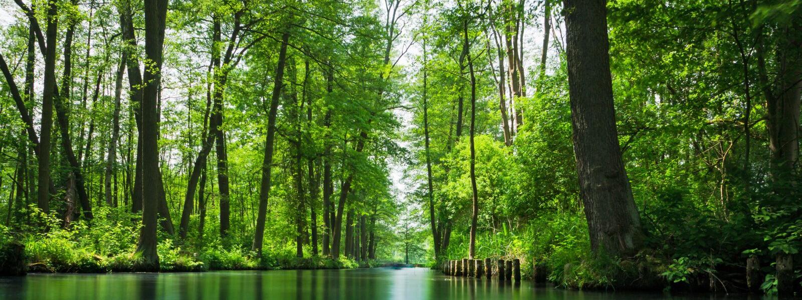 Spreewald: Von Wald gesäumter Kanal