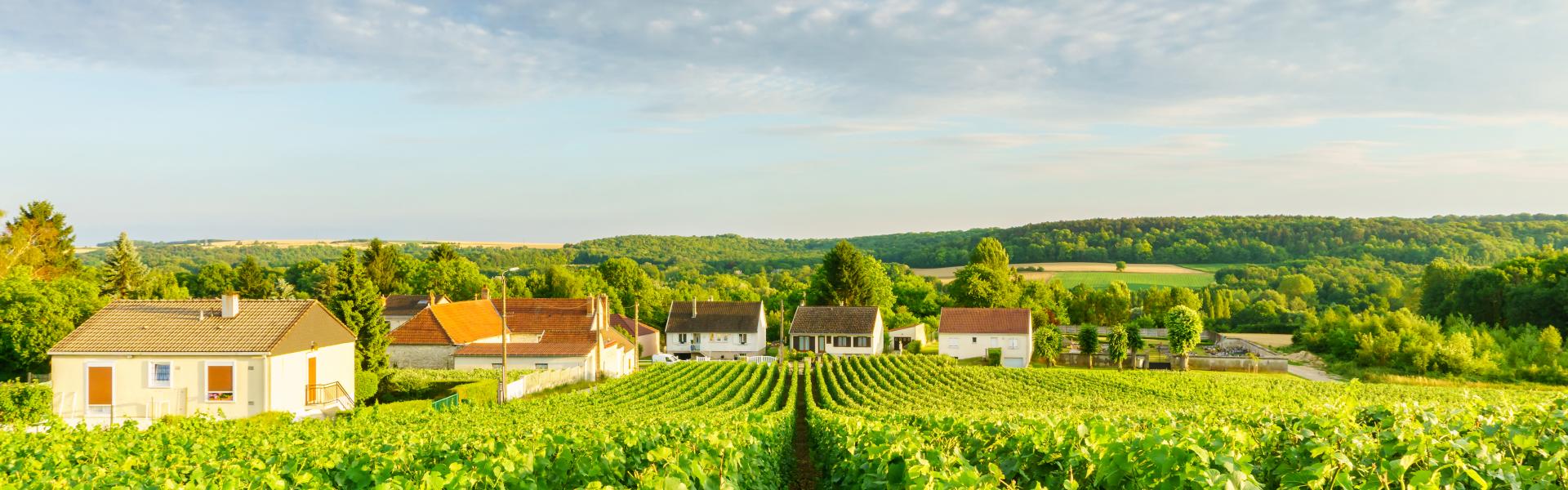 Row vine green grape in champagne vineyards at montagne de reims on countryside village background, France