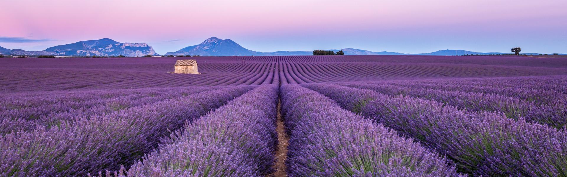 Lavender field at sunset, Valensole, Provence, Southern France