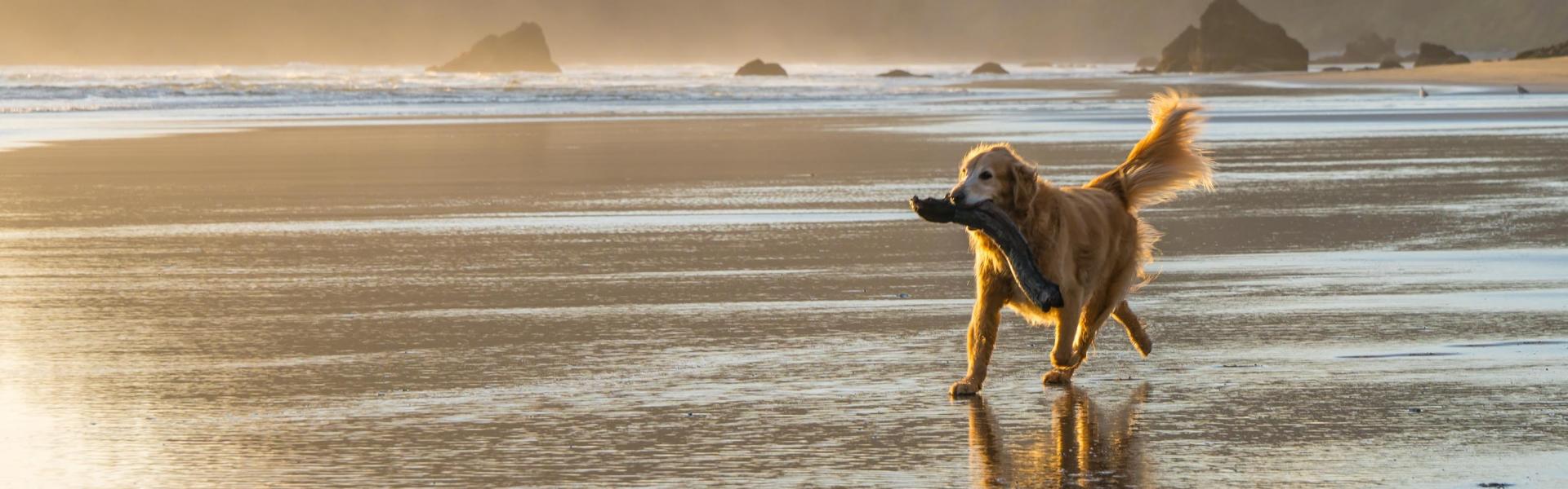 brown dog walk on seashore