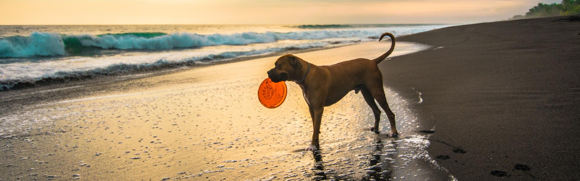 dog with orange ball in seashore