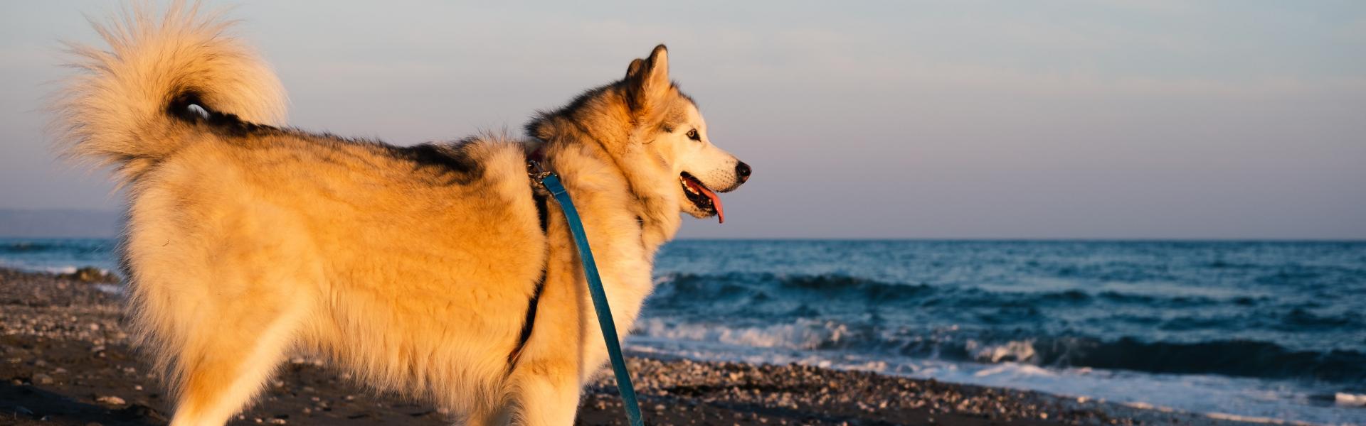 white and brown dog on beach during daytime