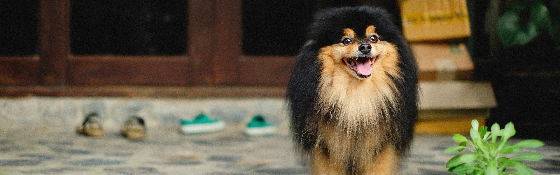 Dog-friendly vacation rental: a dog sitting on a stone backyard