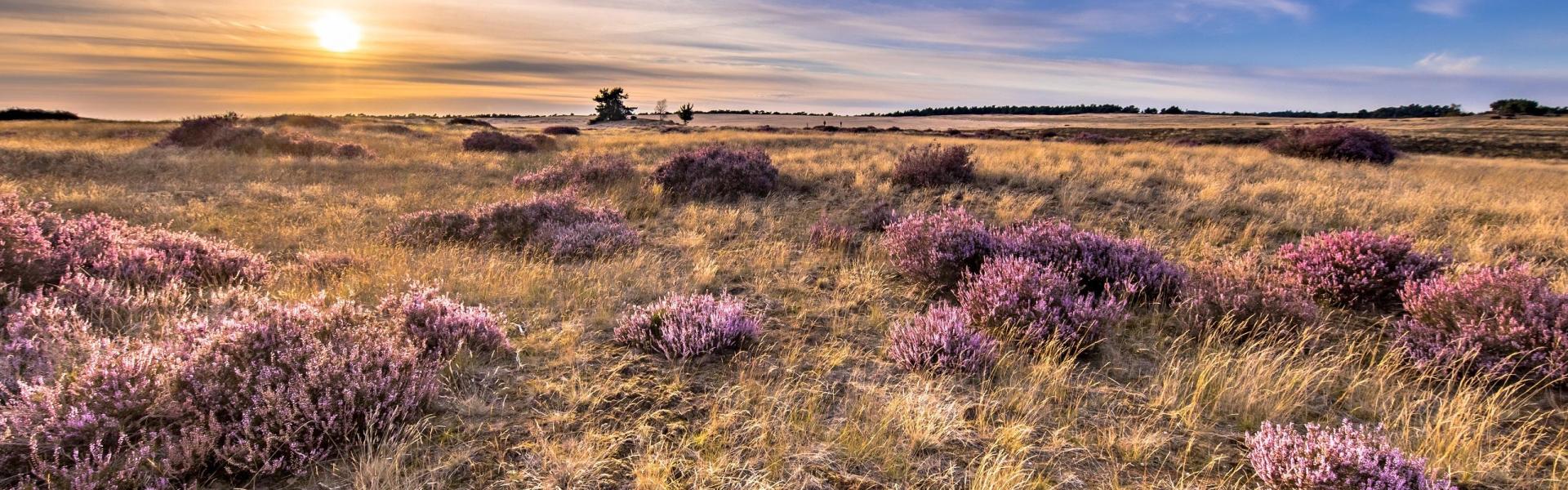 
        Gelderland: Alle bestemmingen, tips & info voor uw vakantie!
       - Interhome