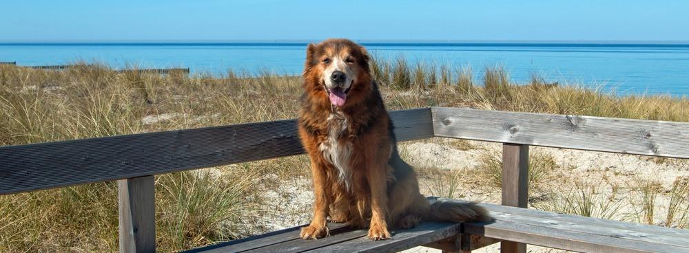 
                          Urlaub mit Hund an der Ostsee - Die besten Hundestrände
                       - Interhome