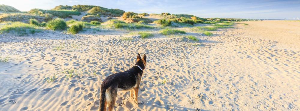 
                          Die 10 schönsten Hundestrände an der Nordsee
                       - Interhome