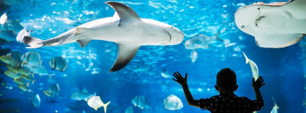 
                          Die 10 schönsten Aquarien in Europa
                       - Interhome