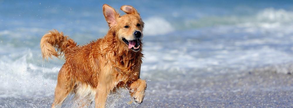 
                          Die besten Hundestrände am Gardasee
                       - Interhome