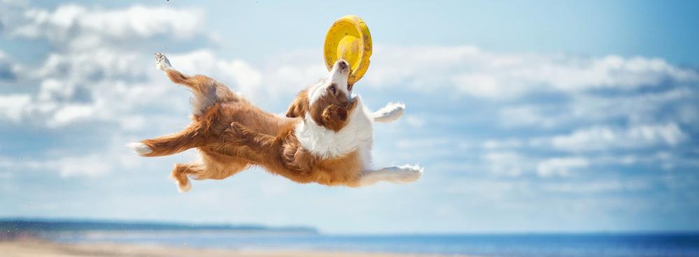 
                          Die besten Hundestrände an der Costa Brava
                       - Interhome