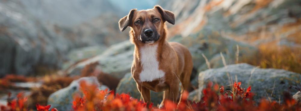 
                          Tipps: Urlaub mit Hund in der Schweiz
                       - Interhome