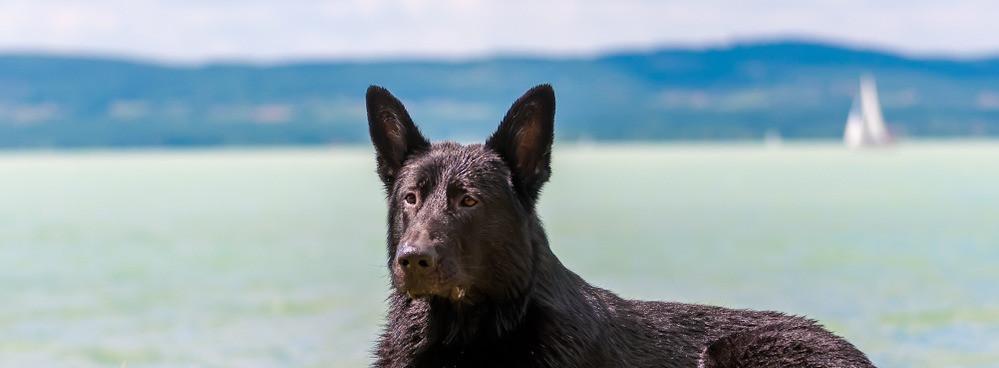 
                          Die besten Hundestrände am Balaton
                       - Interhome