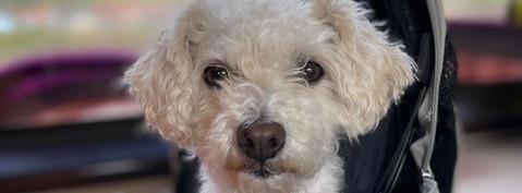 
                          Una historia canina en Villars-sur-Ollon
                       - Interhome