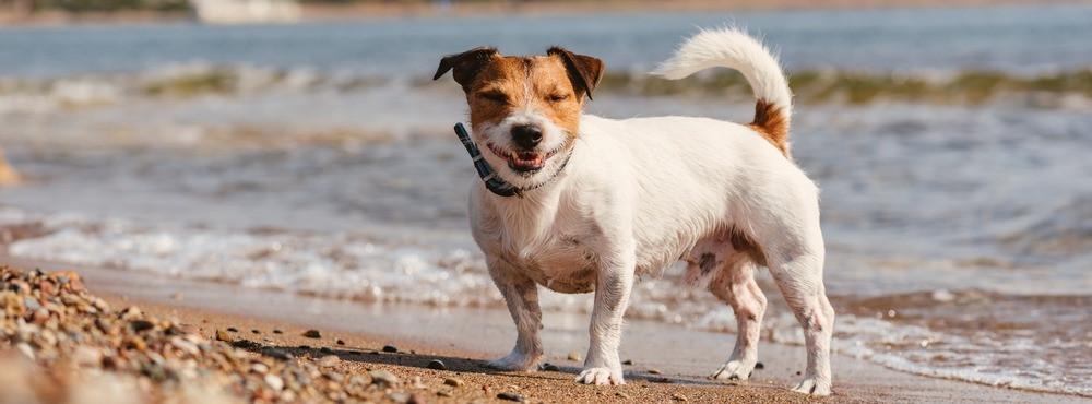 
                          Die besten Hundestrände in der Maremma
                       - Interhome