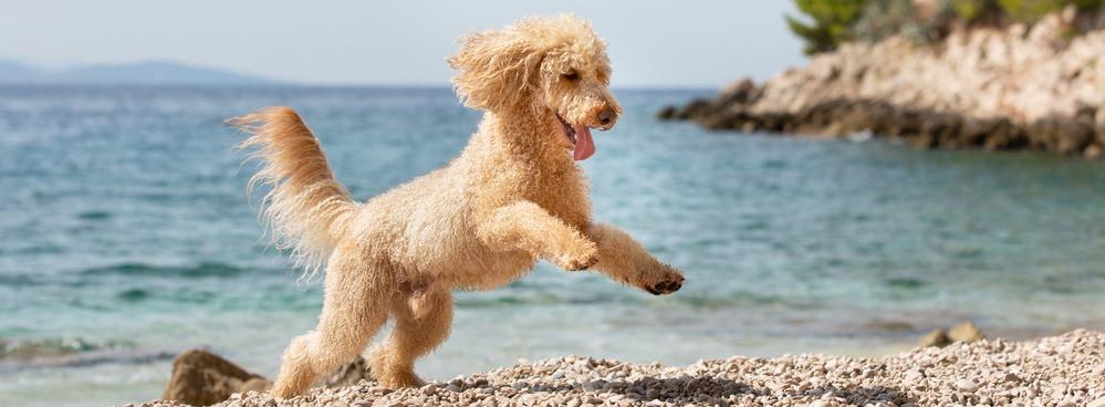 
                          Die 10 besten Hundestrände an der Adria
                       - Interhome