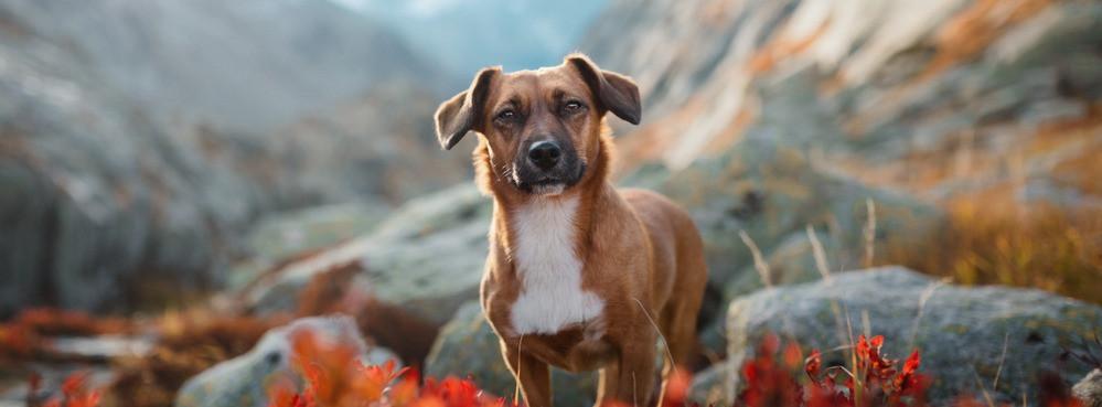 
                          Des vacances en Suisse avec son chien
                       - Interhome