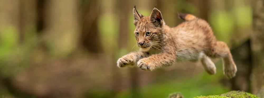 
                          Wildtiere in Europa beobachten - die besten Reiseziele
                       - Interhome