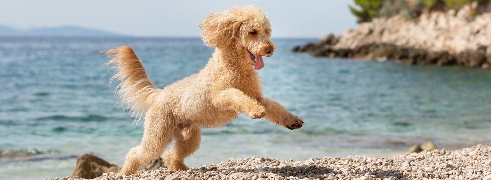 
                          Najpiękniejsze plaże dla psów w Chorwacji
                       - Interhome