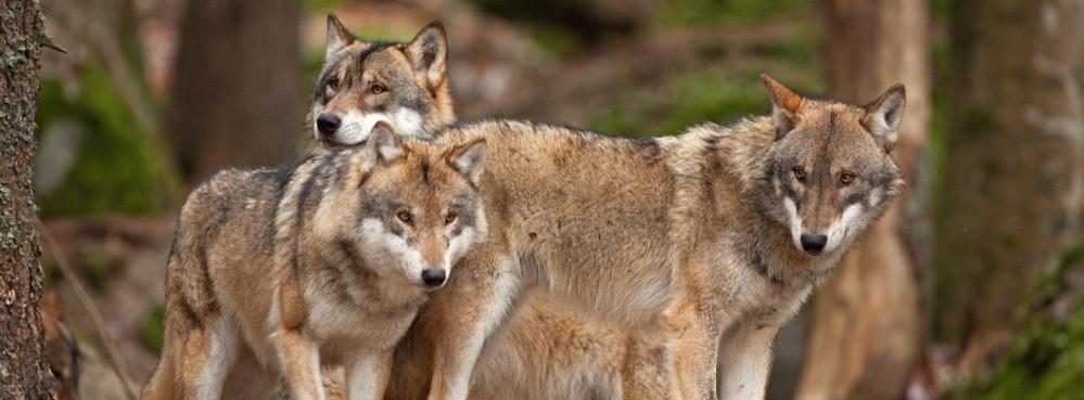 
                          De meest bekende Europese dieren in het wild
                       - Interhome