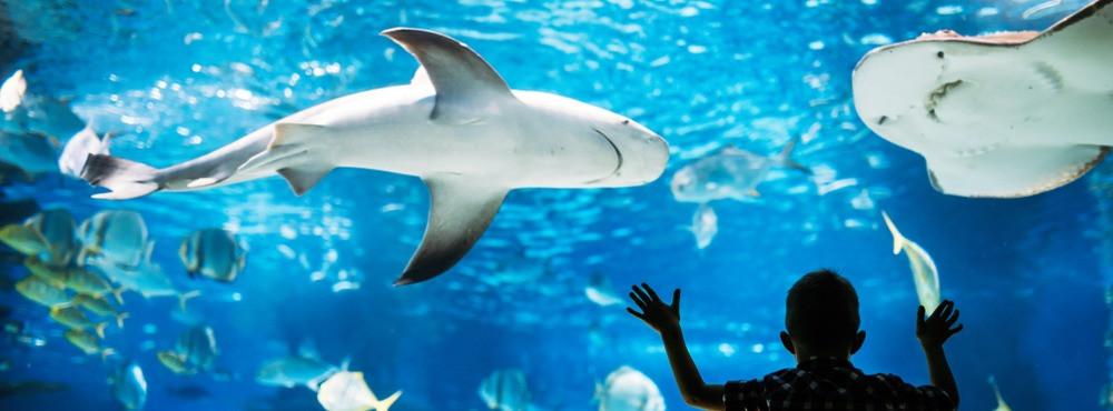 
                          De 10 mooiste aquaria van Europa
                       - Interhome