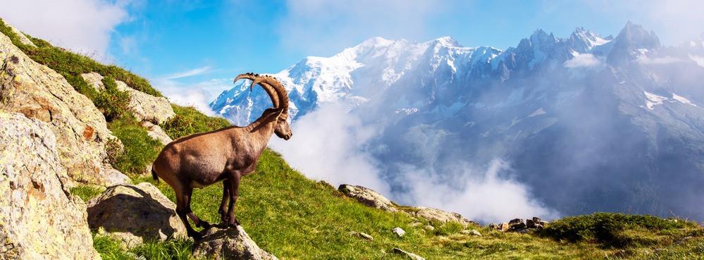 
                          Die schönsten Wanderungen in den französischen Alpen
                       - Interhome