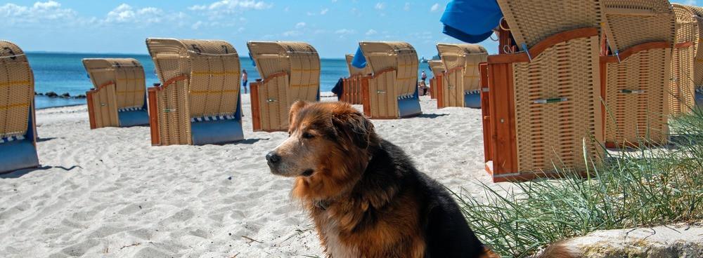 
                          Top 10 Hondvriendelijke Stranden in Duitsland
                       - Interhome