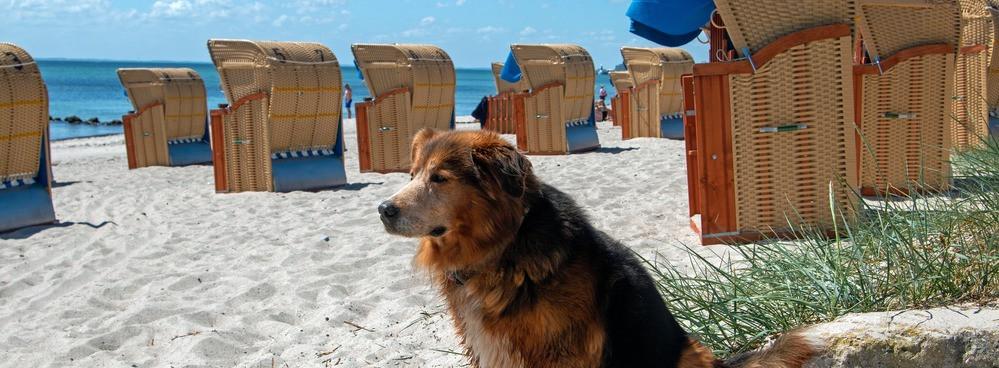 
                          Die besten Hundestrände in Deutschland
                       - Interhome