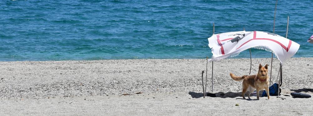 
                          Die schönsten Hundestrände auf Sardinien
                       - Interhome