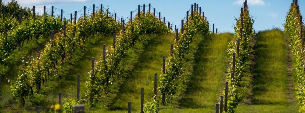 
                          Szlakiem najlepszych polskich winnic
                       - Interhome