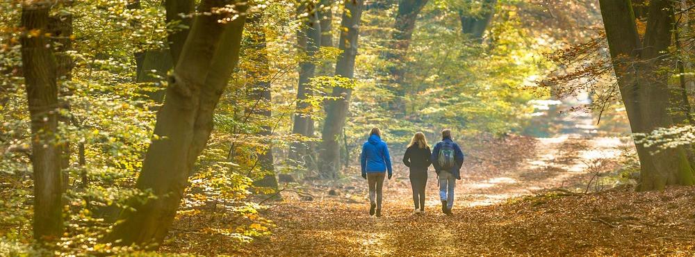 
                          Die schönsten Wälder in Holland
                       - Interhome