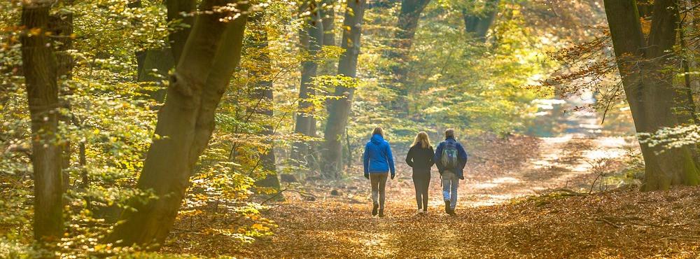 
                          De mooiste bossen in Nederland
                       - Interhome
