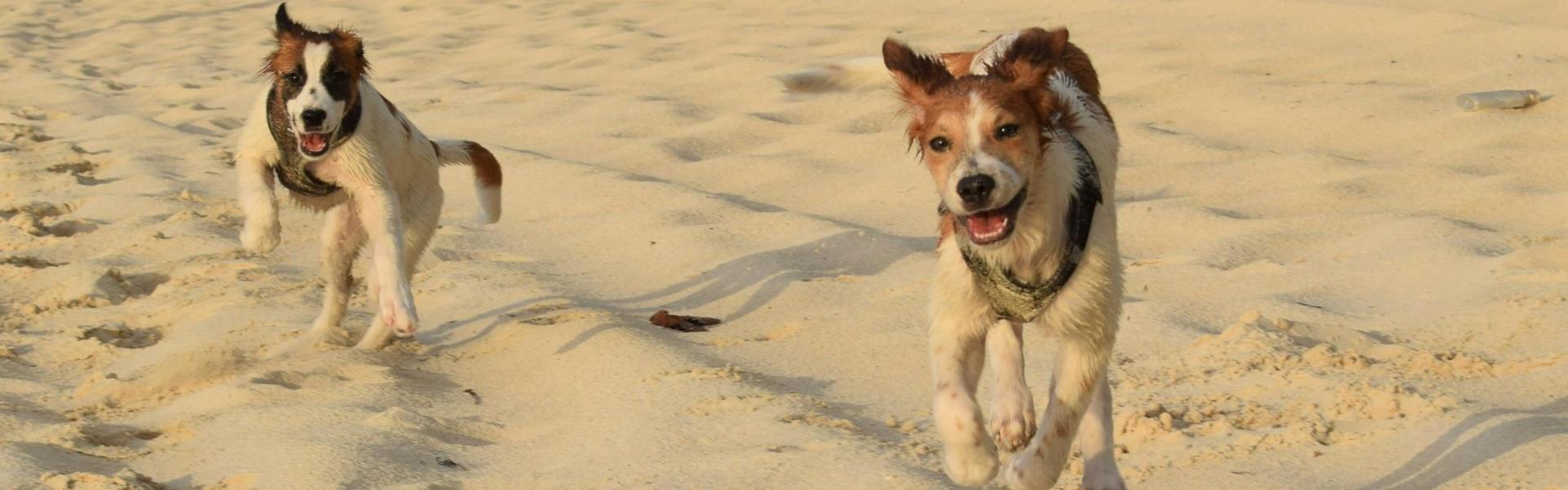 
                          De diervriendelijkste vakantiebestemmingen in Europa
                       - Interhome