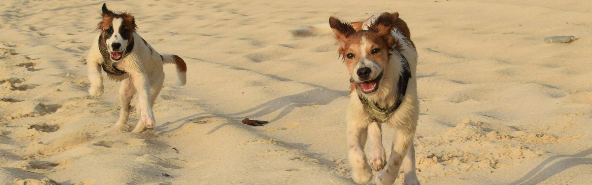 
                          Die tierfreundlichsten Urlaubsziele Europas
                       - Interhome