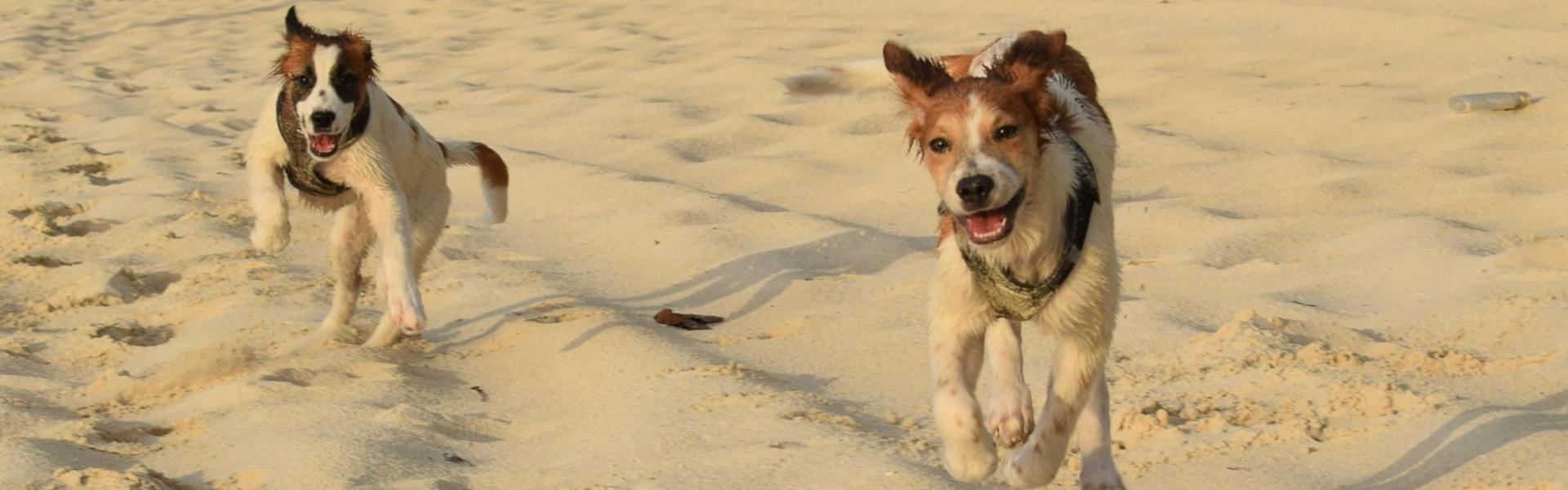 
                          Das sind Europas haustierfreundlichste Destinationen
                       - Interhome