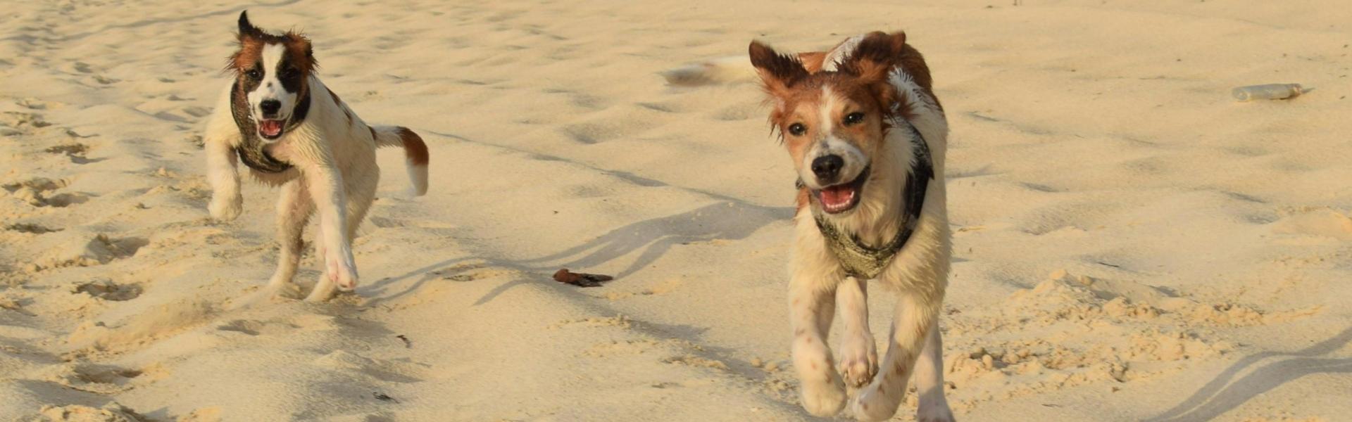 
                          Les top destinations pour des vacances avec un animal
                       - Interhome