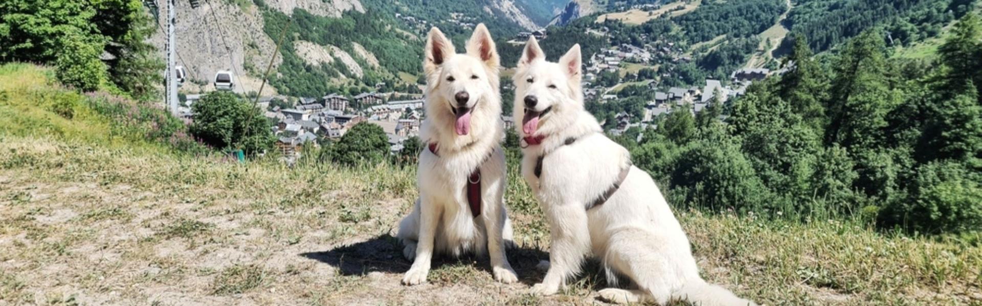 
                          Wędrówki z psem we francuskich Alpach
                       - Interhome