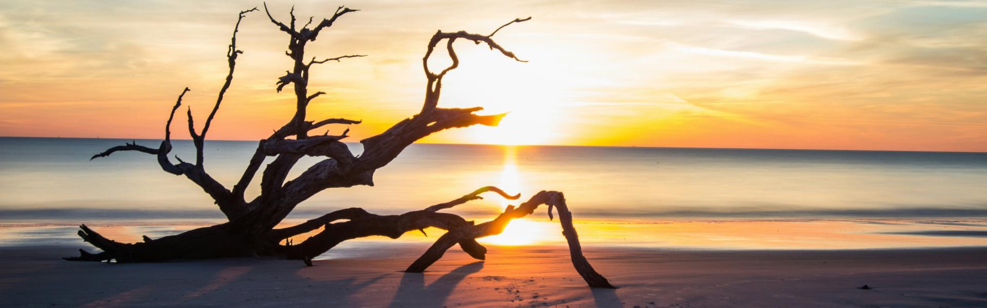 Driftwood on a sandy beach with the sun setting in the background