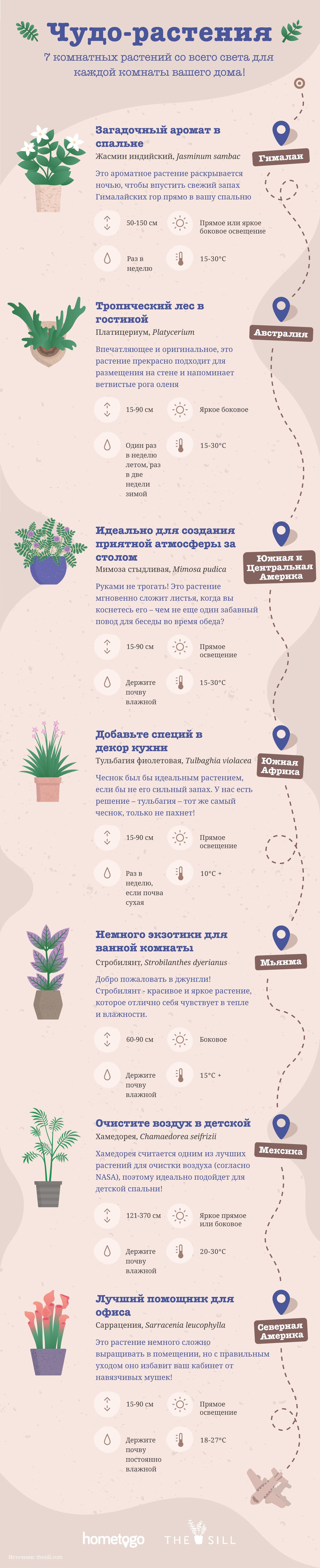HomeToGo Инфографика 7 домашних растений