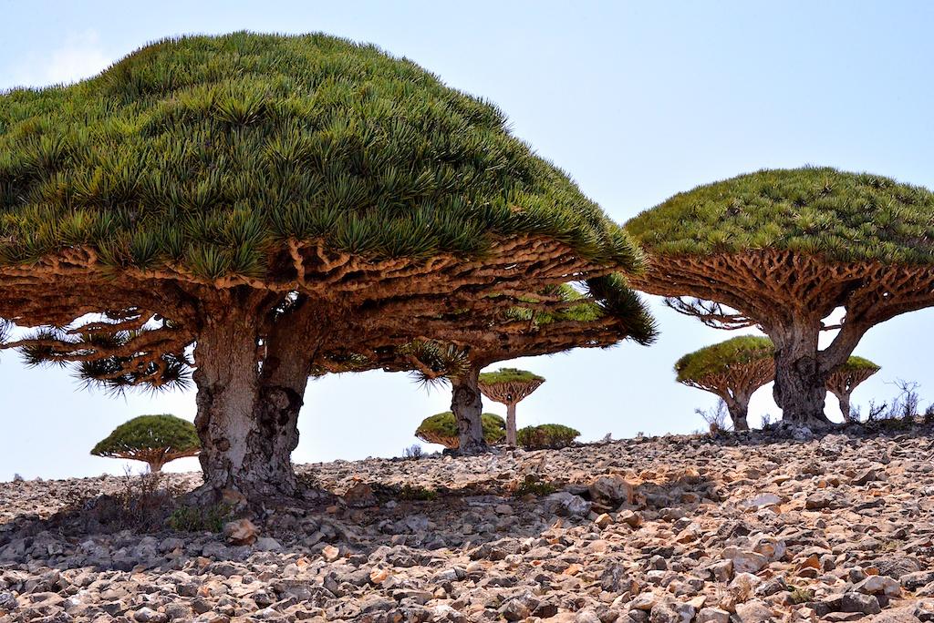 De legende van de drakenbloedbomen in Jemen