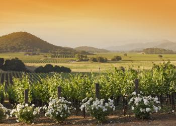Relax with great wines in your Napa Valley holiday letting - HomeToGo