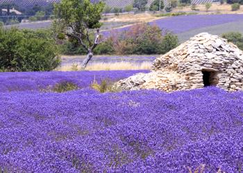 Vakantiehuis in de Vaucluse, het hart van de Provence - HomeToGo