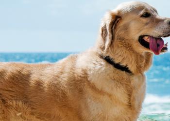 Dog Friendly Vacations in California - HomeToGo