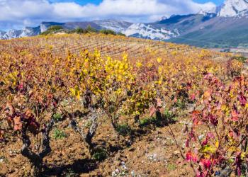 Alojamientos y casas rurales en la Rioja Alavesa - HomeToGo