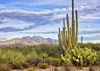 Explore the beauty of the Sonoran Desert in a Cave Creek vacation home - HomeToGo