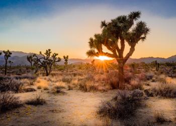 Explore the California high desert from your Joshua Tree vacation home - HomeToGo