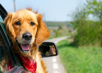 Urlaub mit Hund in Bayern - HomeToGo