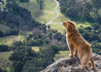 Locations de vacances avec animaux autorisés en Corse - HomeToGo
